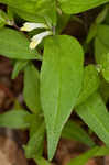 Narrowleaf cowwheat